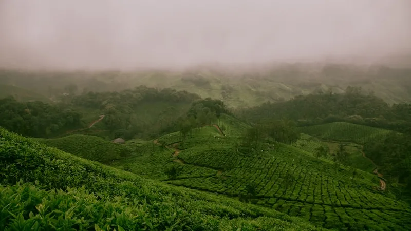 Tea hills rolling into mist, like the Tea Horse Road