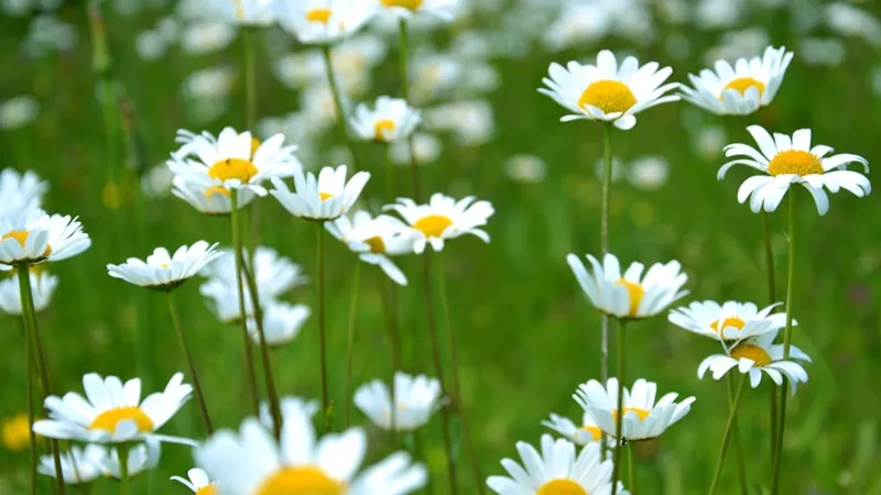 White flowers on a green field, like jasmine notes in the cup