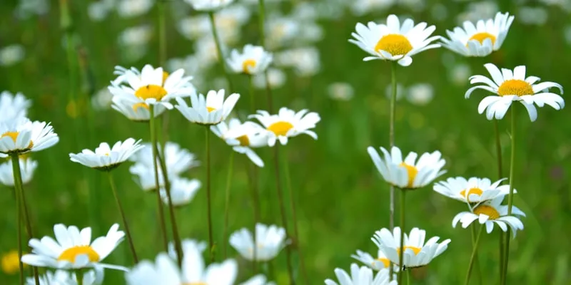 White flowers on a green field, like jasmine notes in the cup