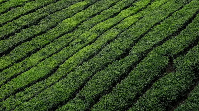 Rows of tea bushes on a sloping hillside
