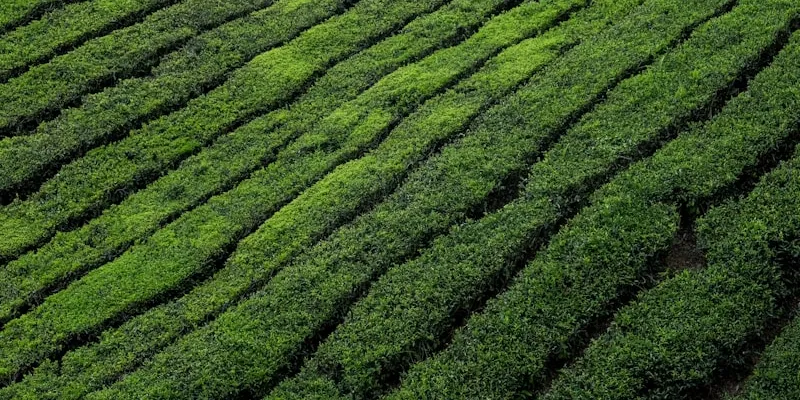 Rows of tea bushes on a sloping hillside
